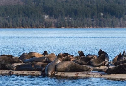 Sea lions on logs in Fanny Bay, Vancouver Island